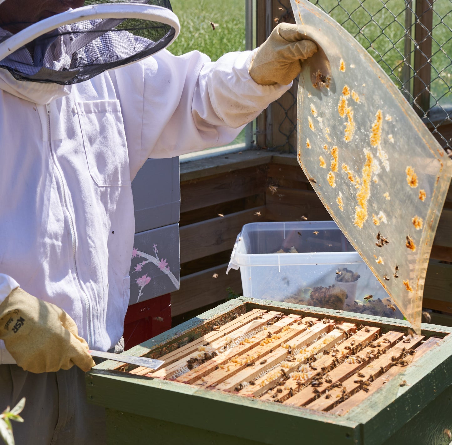 Cooperative beekeeping GOLD