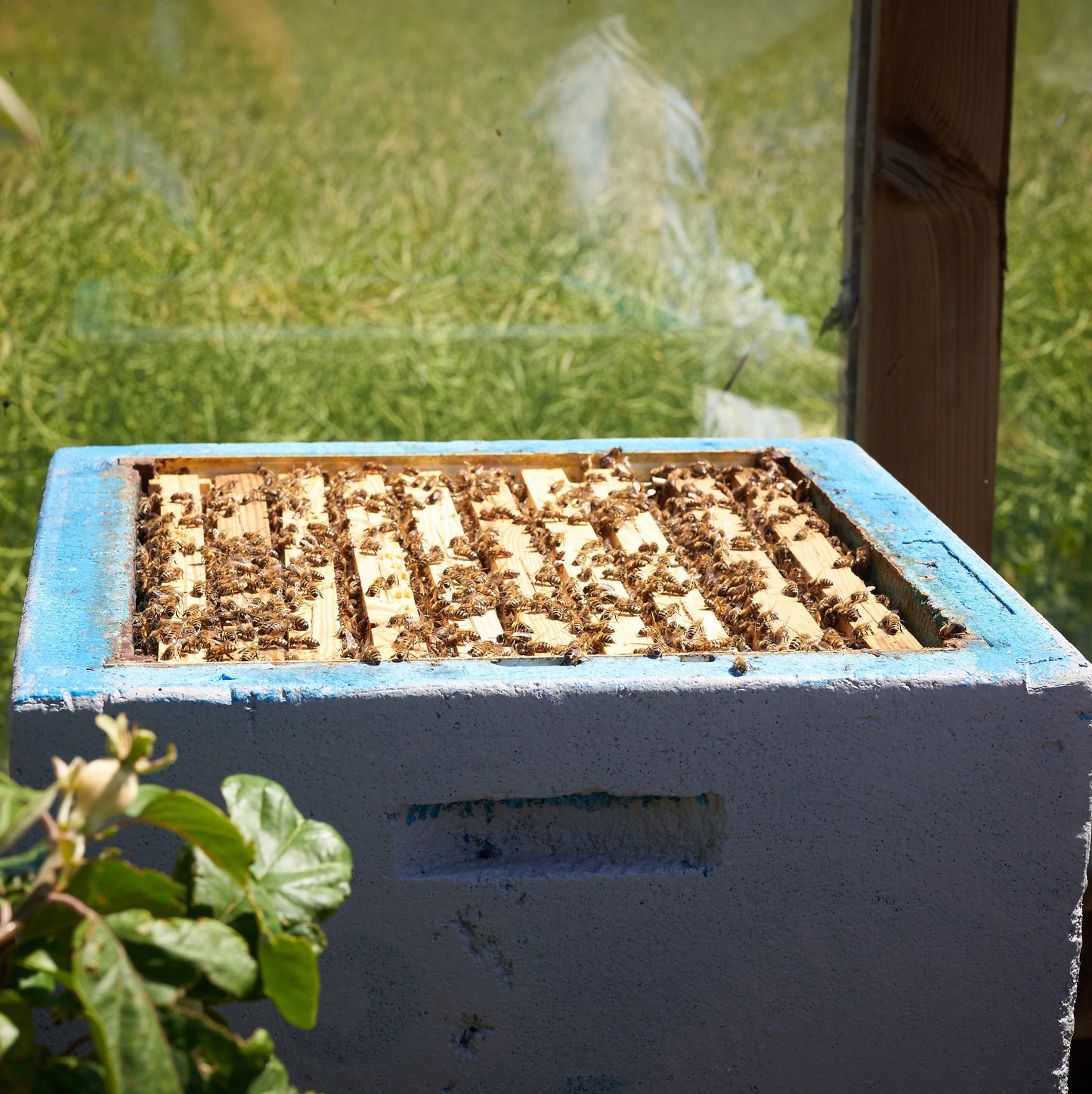 Cooperative beekeeping BRONZE