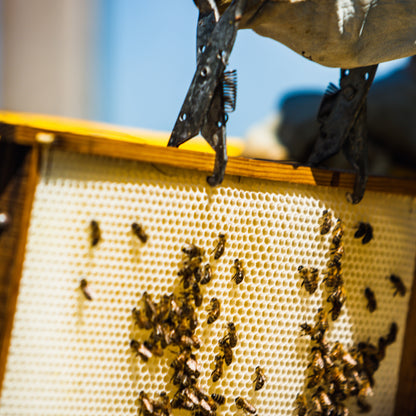 Cooperative beekeeping BRONZE